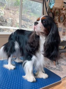 Cutest Small Dog Breeds Cavalier King Charles Cute Pup Cutest Small Dog Breeds Cavalier King Charles Cute Pup