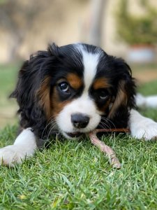 Cutest Small Dog Breeds Cavalier King Charles Fluffy Pet Cutest Small Dog Breeds Cavalier King Charles Fluffy Pet