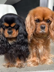 Cutest Small Dog Breeds Cavalier King Charles Spaniel Cutest Small Dog Breeds Cavalier King Charles Spaniel