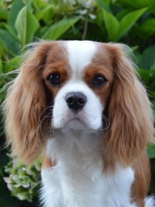 Cutest Small Dog Breeds Cavalier King Charles Playful Pup Cutest Small Dog Breeds Cavalier King Charles Playful Pup