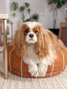 Cutest Small Dog Breeds Cavalier King Charles Happy Pup Cutest Small Dog Breeds Cavalier King Charles Happy Pup