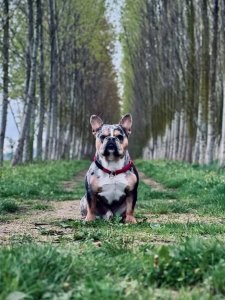 Cutest small dog breeds french bulldog Cute & Compact Cutest small dog breeds french bulldog Cute & Compact