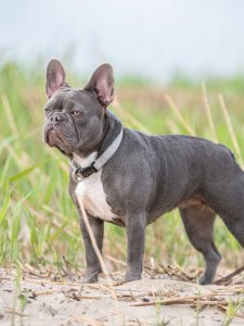 Cutest small dog breeds french bulldog Playful Charm Cutest small dog breeds french bulldog Playful Charm