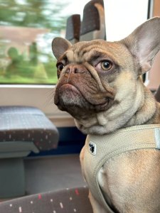 Cutest small dog breeds french bulldog Cuddly Friend Cutest small dog breeds french bulldog Cuddly Friend