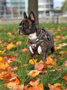 Cutest small dog breeds french bulldog Happy Pup Cutest small dog breeds french bulldog Happy Pup