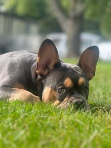 Cutest small dog breeds french bulldog Perfect Lapdog Cutest small dog breeds french bulldog Perfect Lapdog