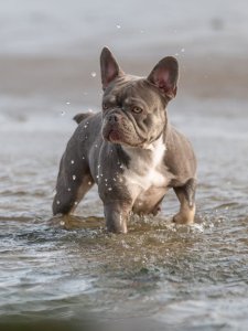 Cutest small dog breeds french bulldog Gentle Soul Cutest small dog breeds french bulldog Gentle Soul