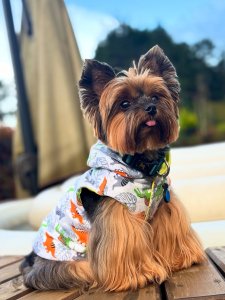 Cutest small dog breeds yorkshire terrier puppy Cutest small dog breeds yorkshire terrier puppy