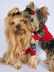 Cutest small dog breeds yorkshire terrier silky coat Cutest small dog breeds yorkshire terrier silky coat
