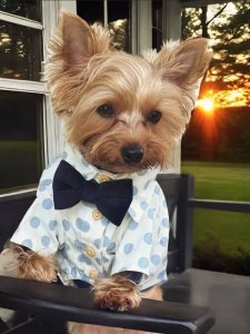 Cutest small dog breeds yorkshire terrier toy breed Cutest small dog breeds yorkshire terrier toy breed