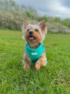Cutest small dog breeds yorkshire terrier Cutest small dog breeds yorkshire terrier