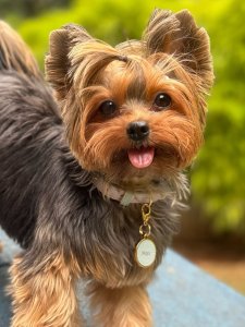 Cutest small dog breeds yorkshire terrier fluffy pup Cutest small dog breeds yorkshire terrier fluffy pup