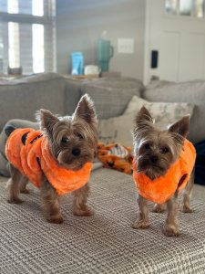 Cutest small dog breeds yorkshire terrier playful dog Cutest small dog breeds yorkshire terrier playful dog