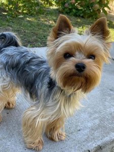 Cutest small dog breeds yorkshire terrier loyal pup Cutest small dog breeds yorkshire terrier loyal pup