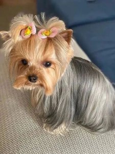 Cutest small dog breeds yorkshire terrier adorable pet Cutest small dog breeds yorkshire terrier adorable pet
