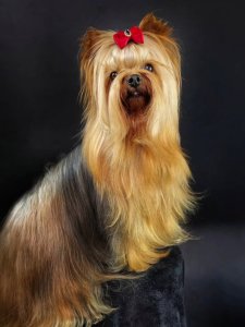 Cutest small dog breeds yorkshire terrier happy pup Cutest small dog breeds yorkshire terrier happy pup