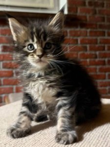 Новый проект (1)