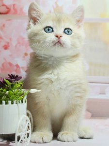 Новый проект (1)