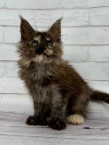 Новый проект (1)