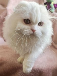 Новый проект (1)