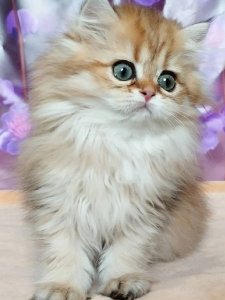 Новый проект (1)