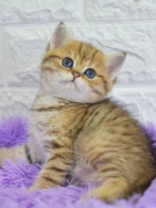 Новый проект (1)