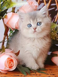 Новый проект (1)