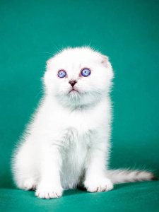 Новый проект (1)