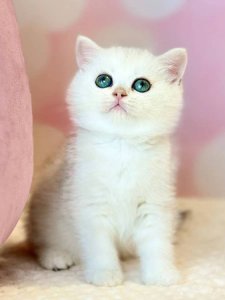 Новый проект (1)