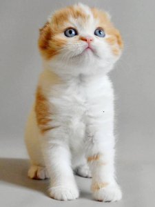 Новый проект (1)