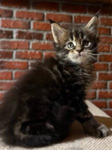 Новый проект (2)