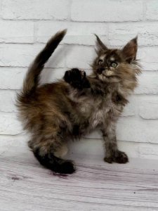 Новый проект (2)