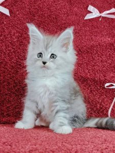 Новый проект (2)