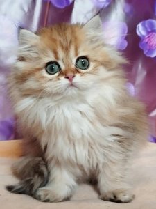 Новый проект (2)