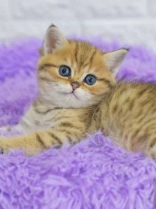 Новый проект (2)