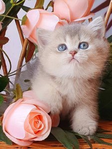 Новый проект (2)