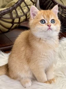 Новый проект (2)