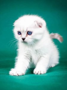 Новый проект (2)