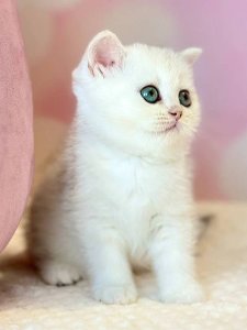 Новый проект (2)