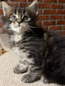 Новый проект (3)