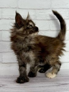 Новый проект (3)