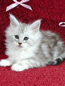 Новый проект (3)