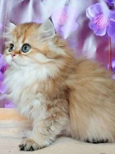 Новый проект (3)