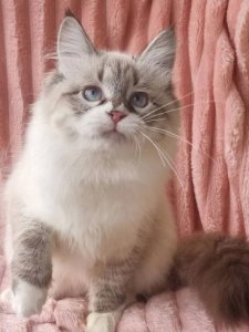 Новый проект (3)