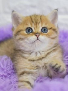 Новый проект (3)