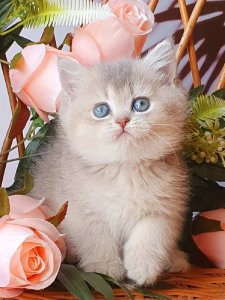 Новый проект (3)