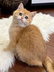 Новый проект (3)