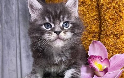 Darwin