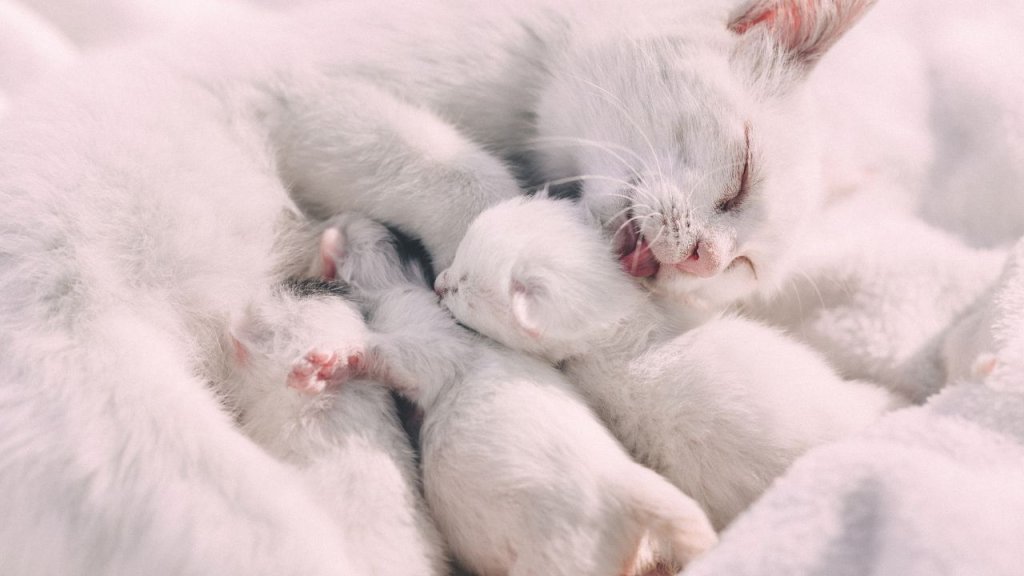 After Birth Caring for Mom and Her Litter
