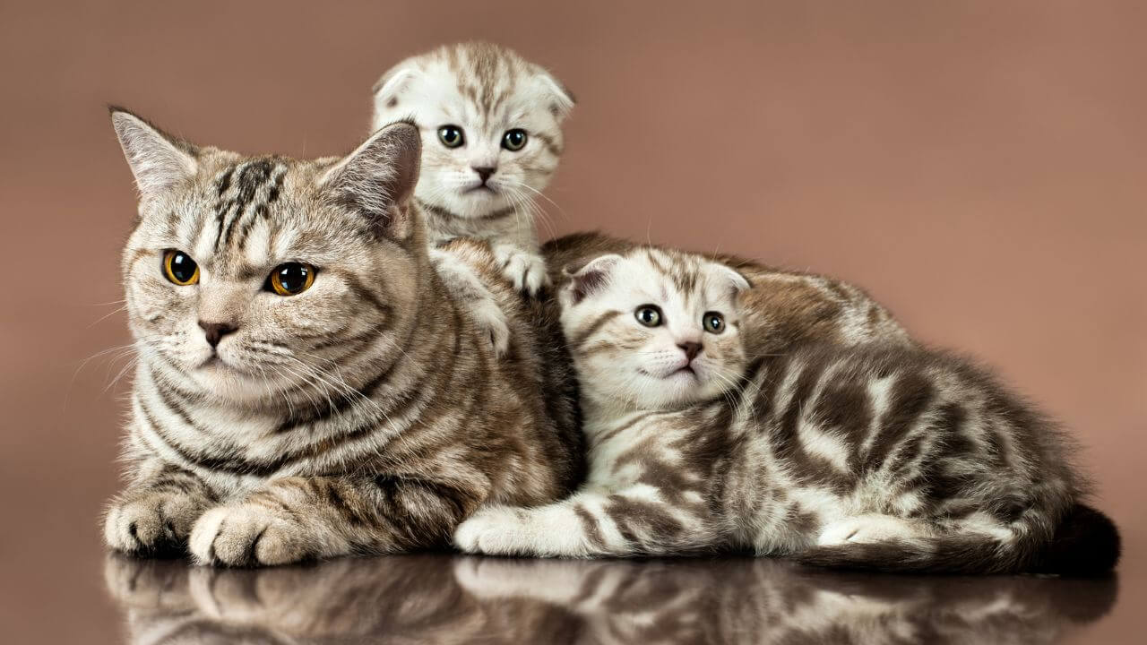 How Many Kittens Your Cat Will Have